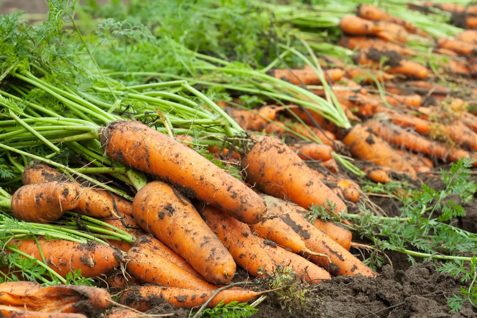 When to Harvest Carrots: Timing, Signs, and How to Pick Them