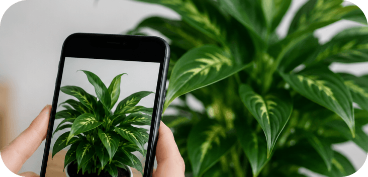 Plant health check preview