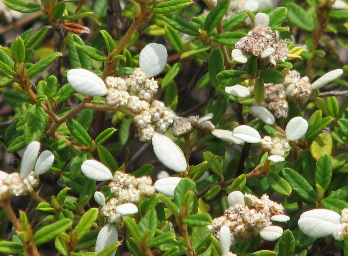 The World's Rarest Plant Has One Wild Individual Left in South Australia