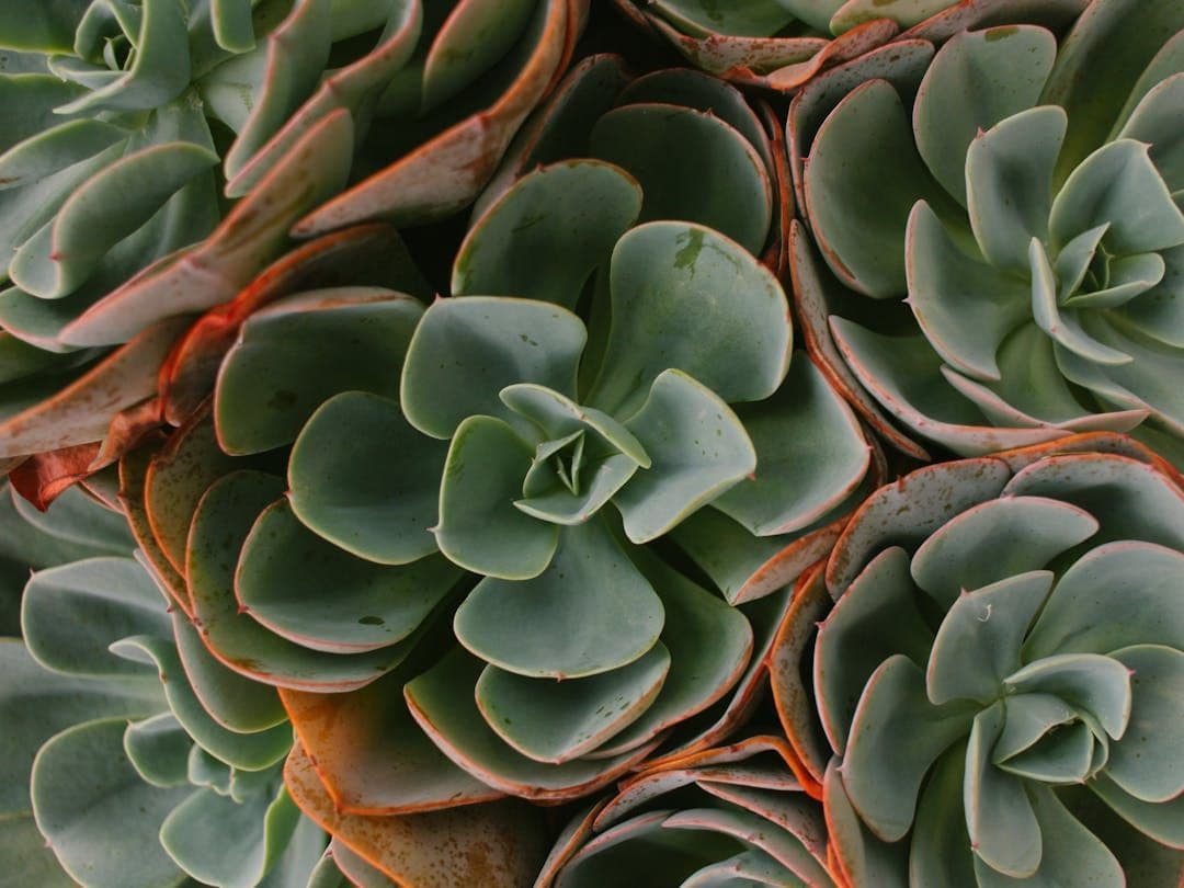 Succulents Identifier