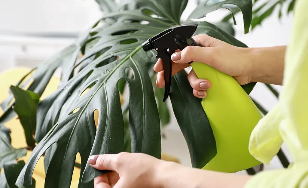 Mist Monstera With Water