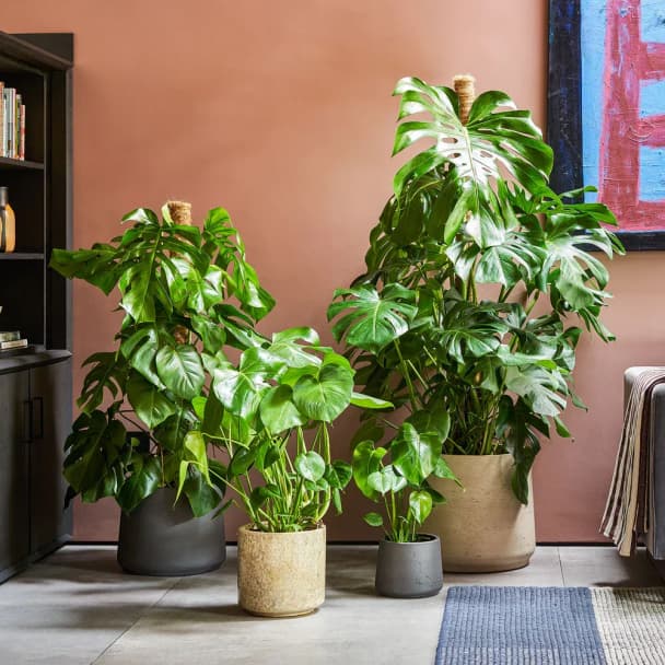 Monstera