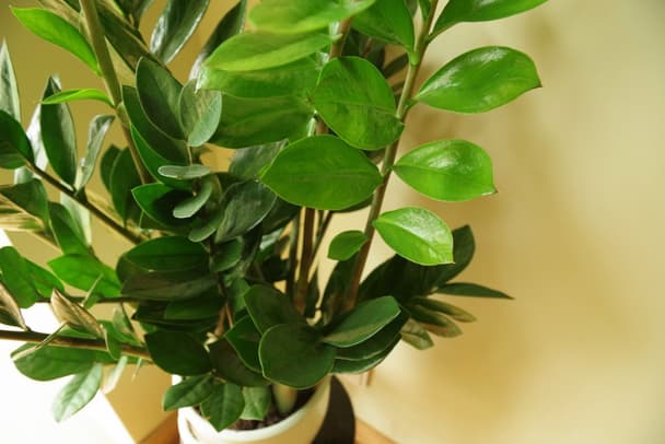 ZZ Plant