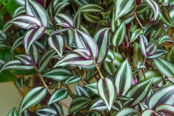 Wandering Jew