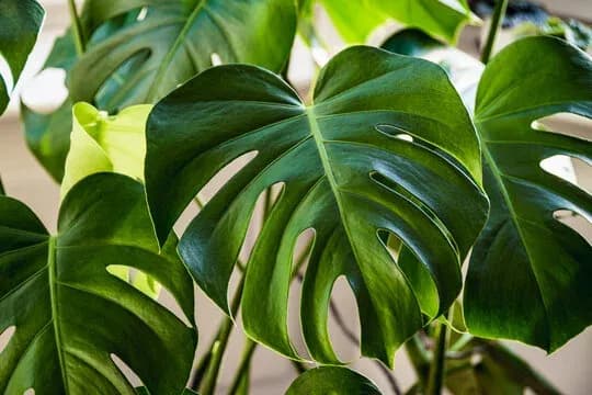 Monstera deliciosa