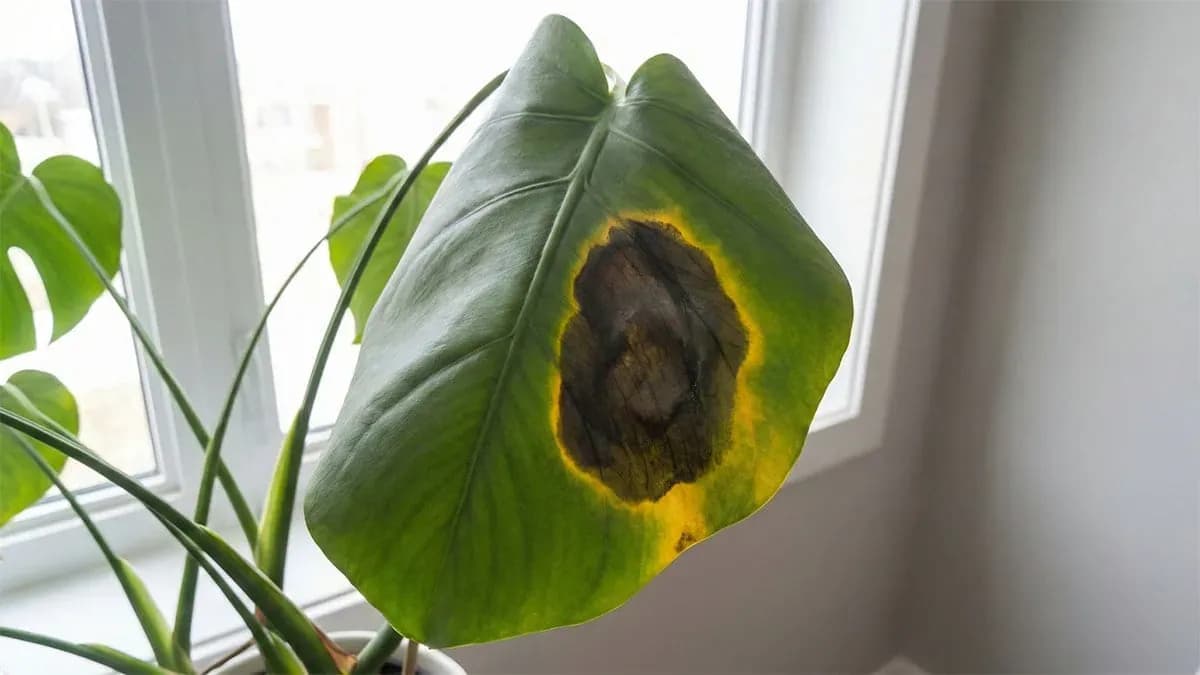 Black-Colored Spots on Leaves