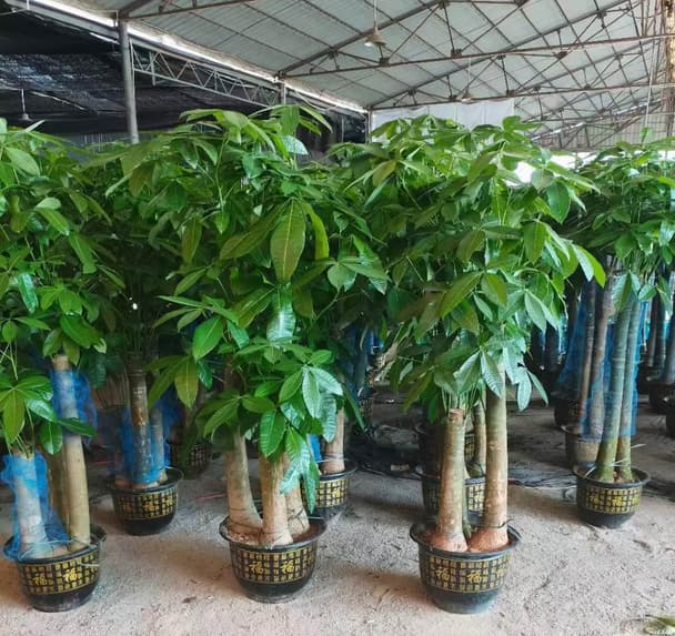 Money Tree