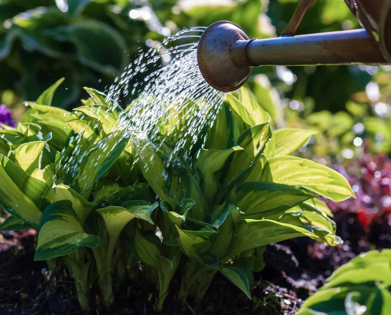 Watering a plant with a copper watering can