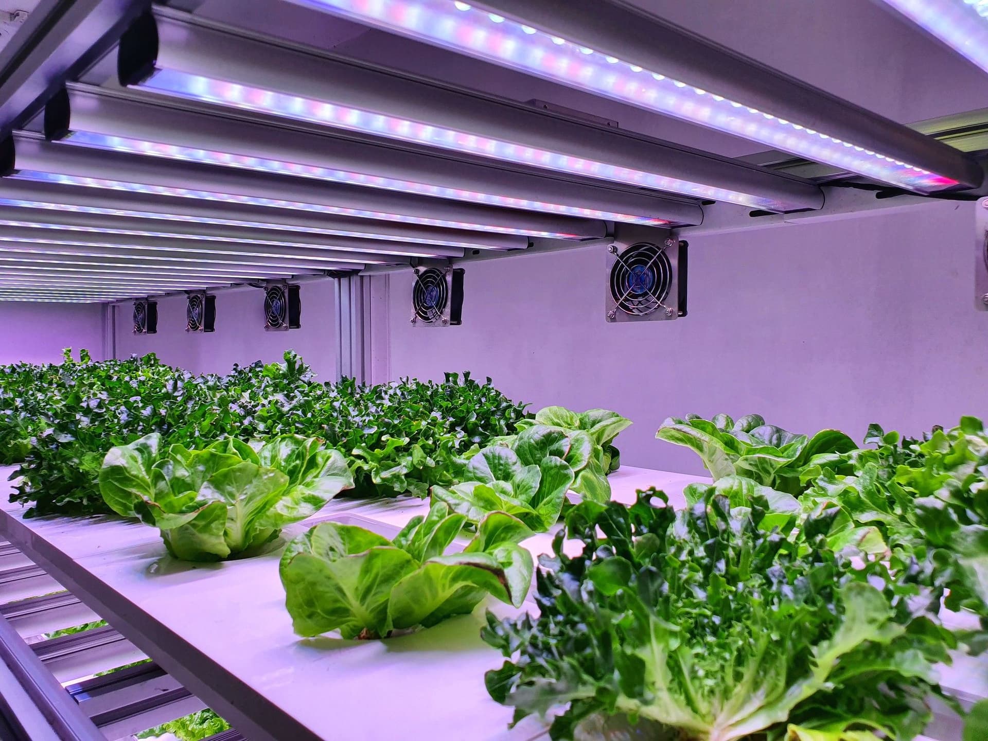 Can Plants Grow With Artificial Light?