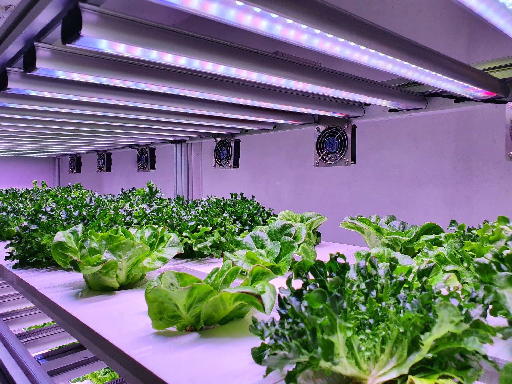 Can Plants Grow With Artificial Light?