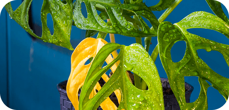 Plant health check preview