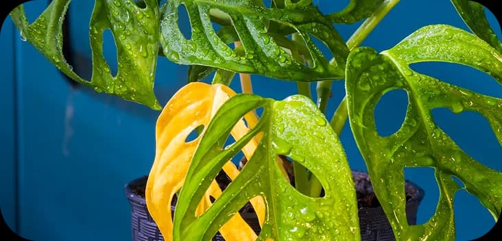 Plant health check preview