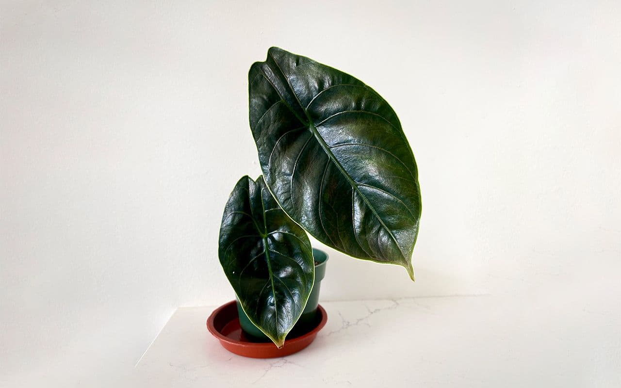 Alocasia azlanii