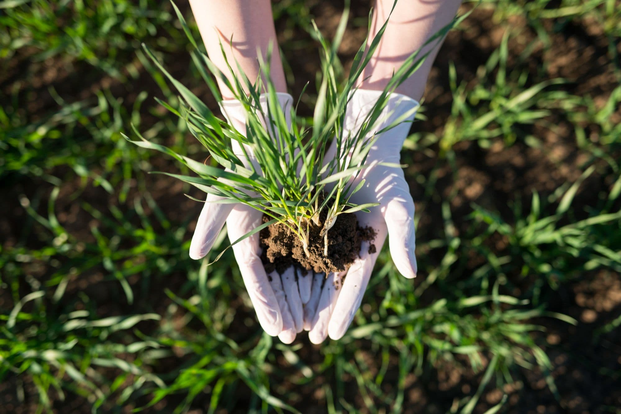 Planting Grass Seed in Summer – What Works and What Fails