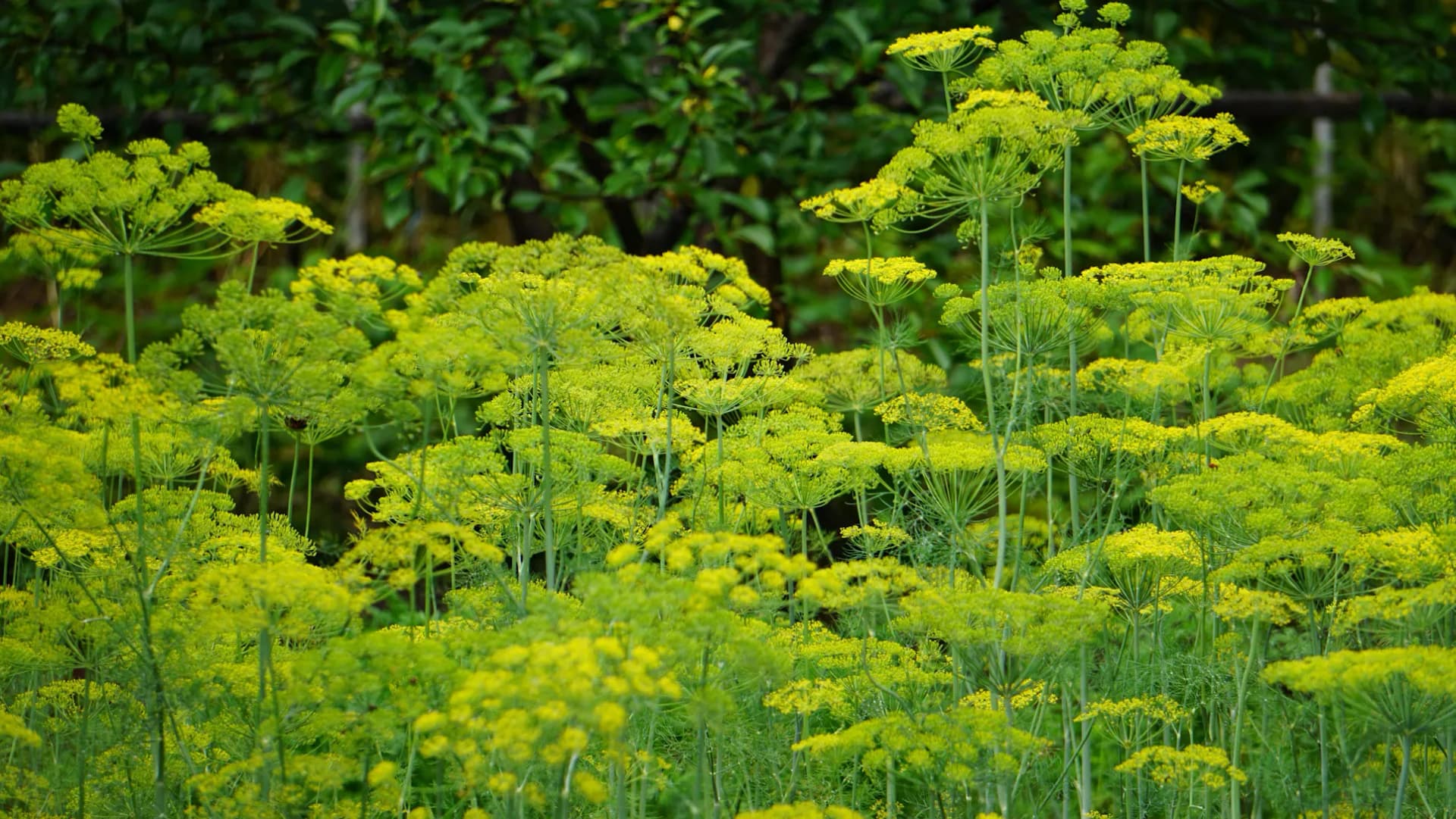 Dill Companion Plants – What to Grow Next to Dill