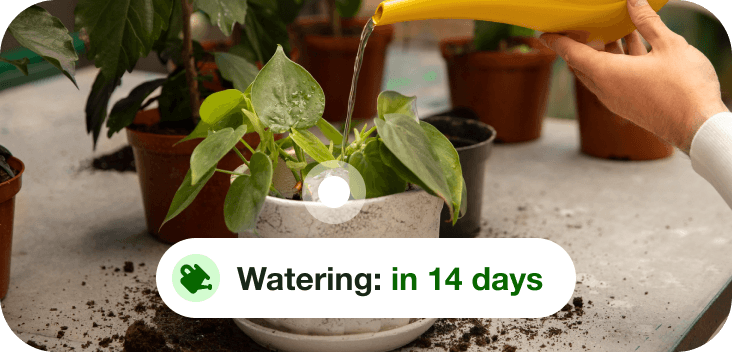 Plant health check preview