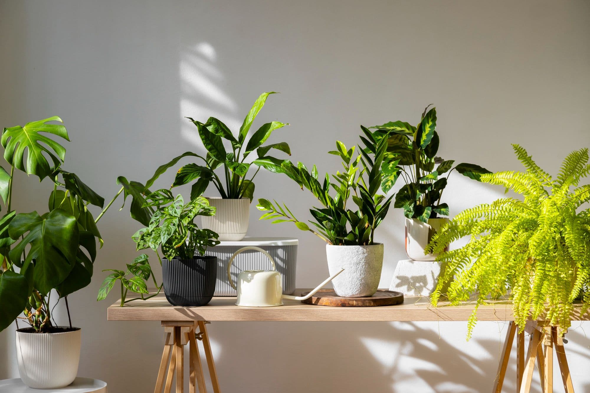 Top 5 Best Indoor Plants for Air Quality