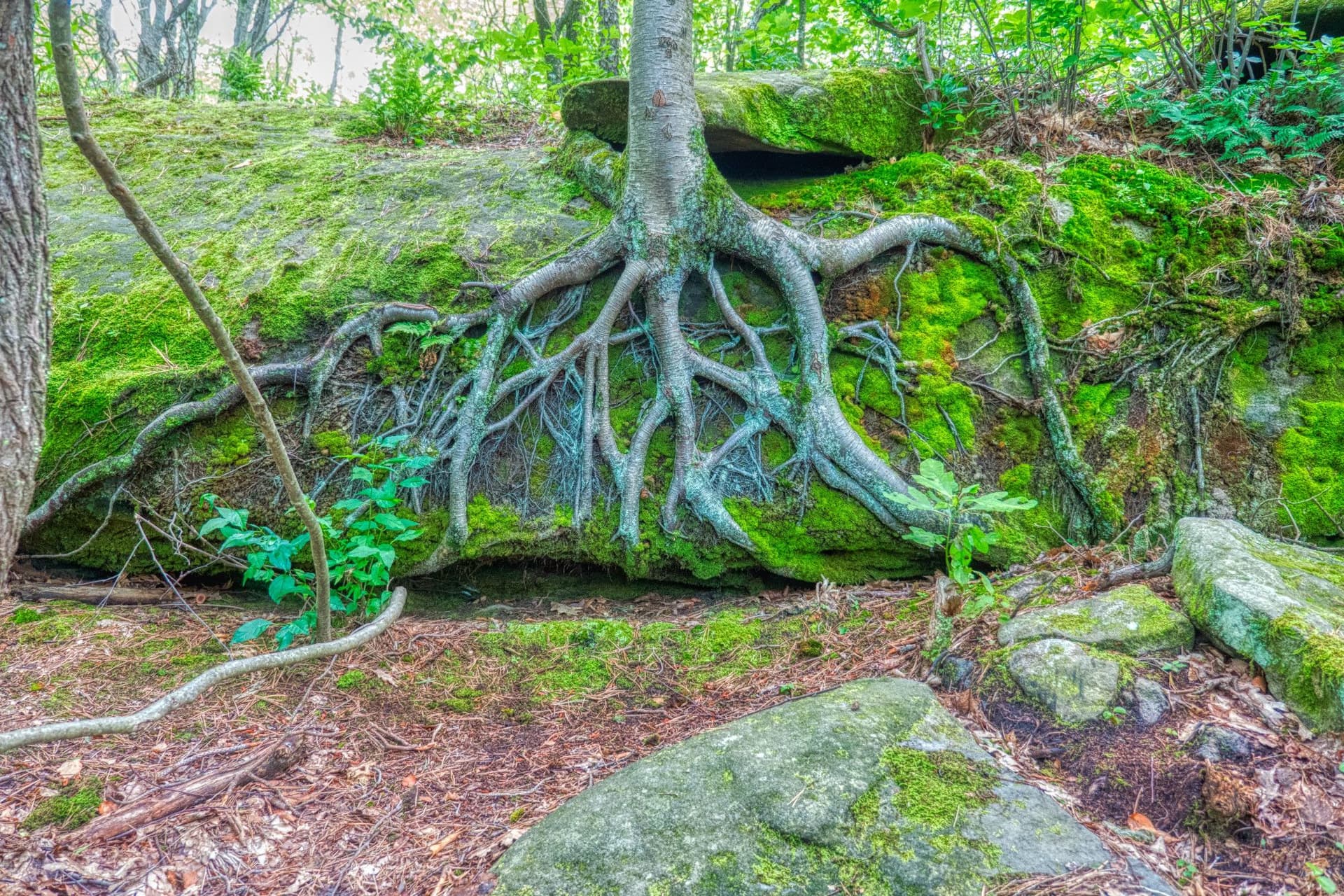 How Plant Roots Defend Against Salty Soil