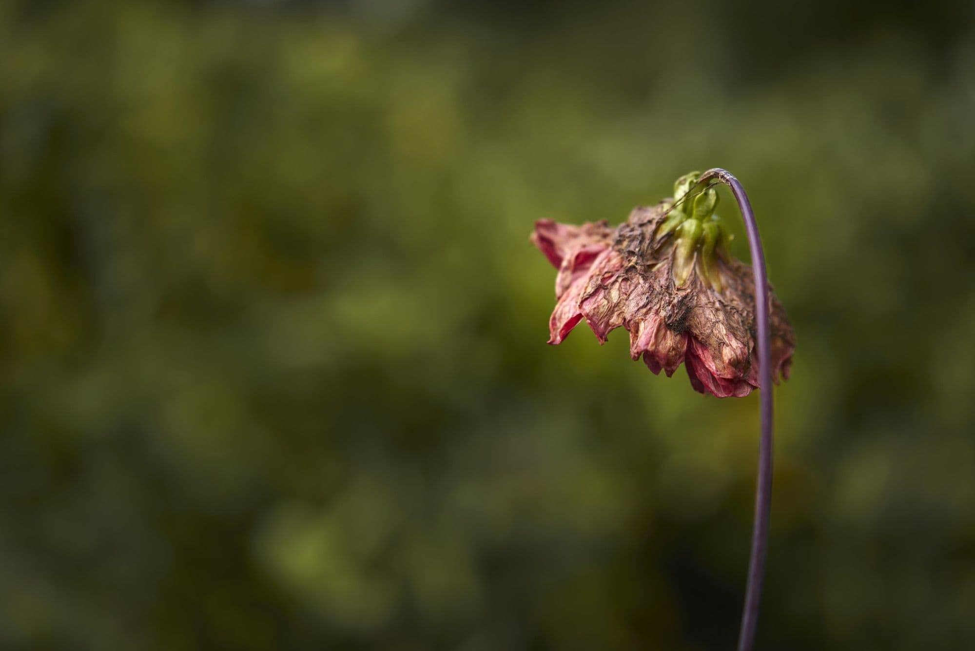 How To Revive a Dying Plant: 6 Steps To Bring A Plant Back To Life