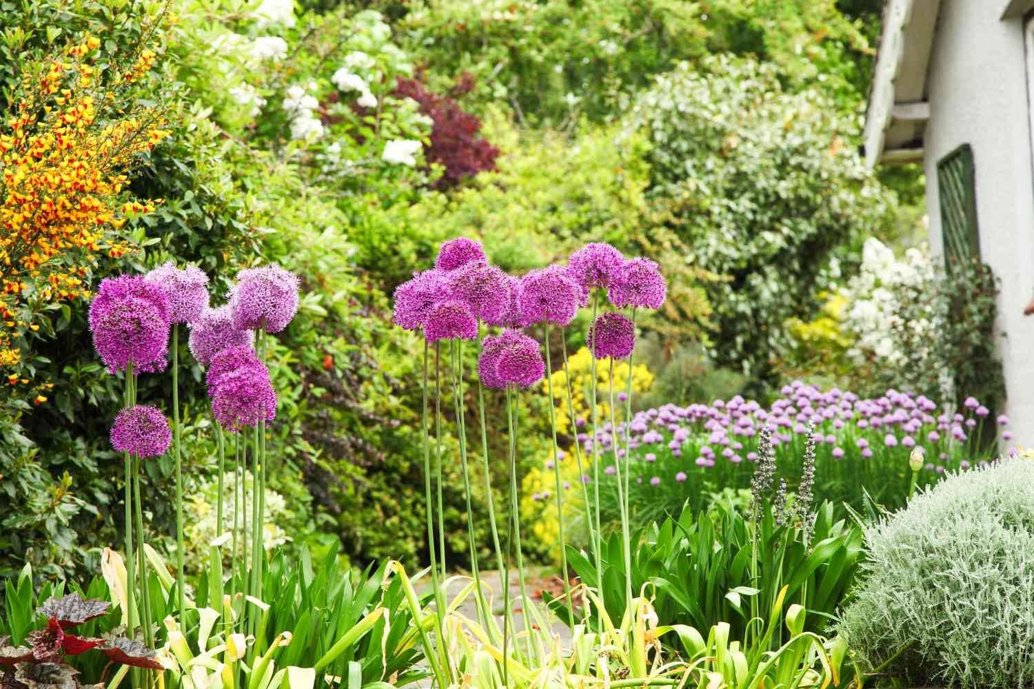 Plants That Repel Mosquitoes – 10 Effective Choices