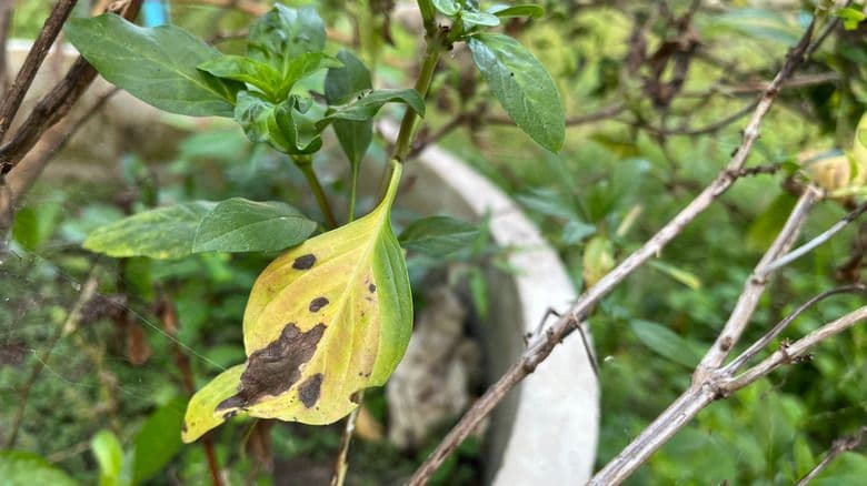 Black Spots on Basil Leaves: What Your Herb Is Trying to Tell You