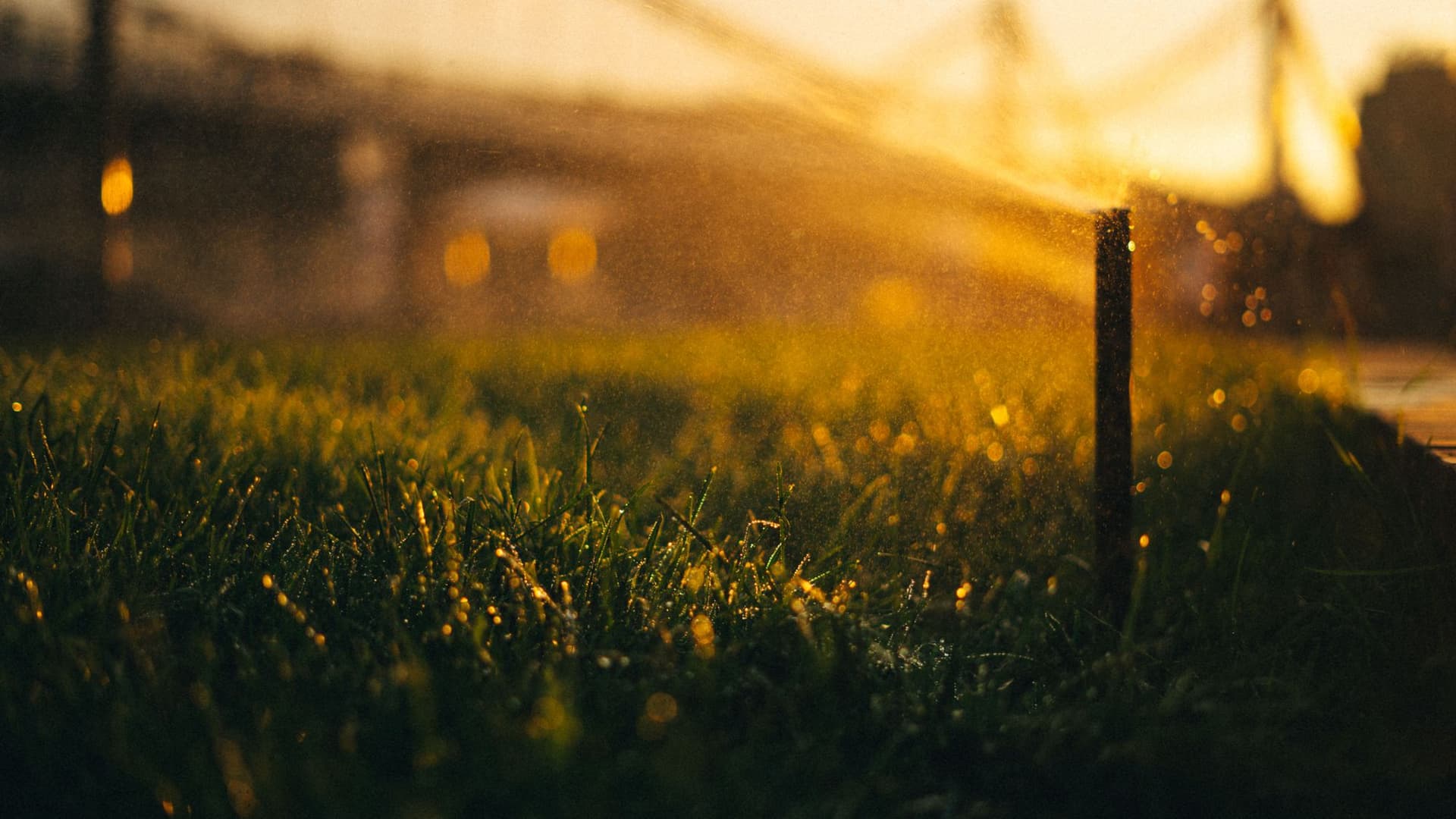 Best Time to Water Grass in Summer – Lawn Watering Tips