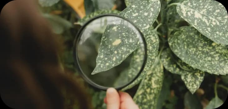 Plant health check preview