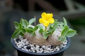 Pachypodium brevicaule (Pachypodium brevicaule) plant