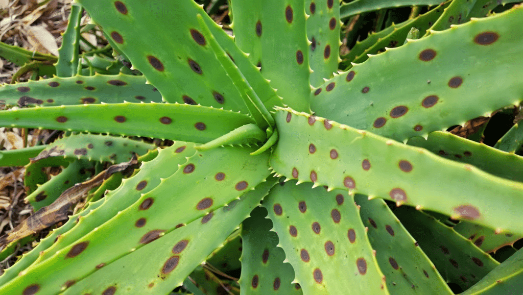 Aloe Vera Black Spots: Why Your Plant Is Sending an SOS