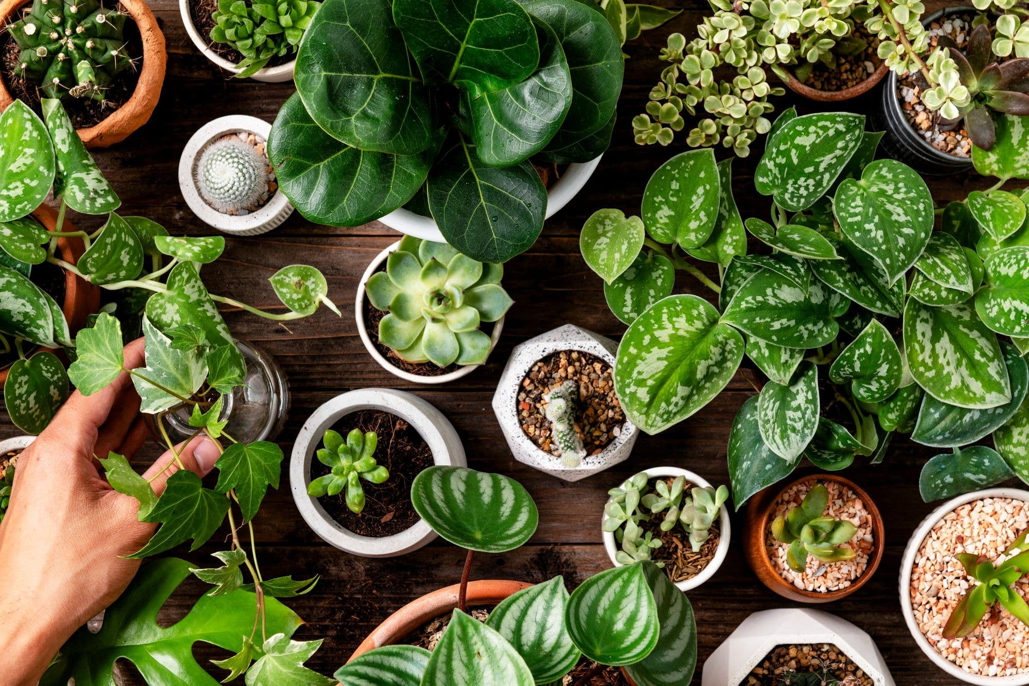 What Do Plants Need to Grow – 5 Things Every Greenery Can't Live Without