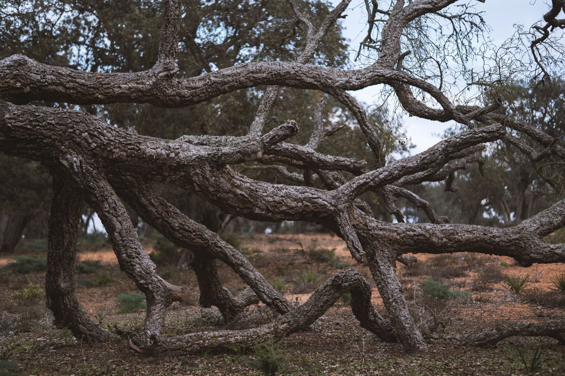 Hidden Carbon Power of Trees