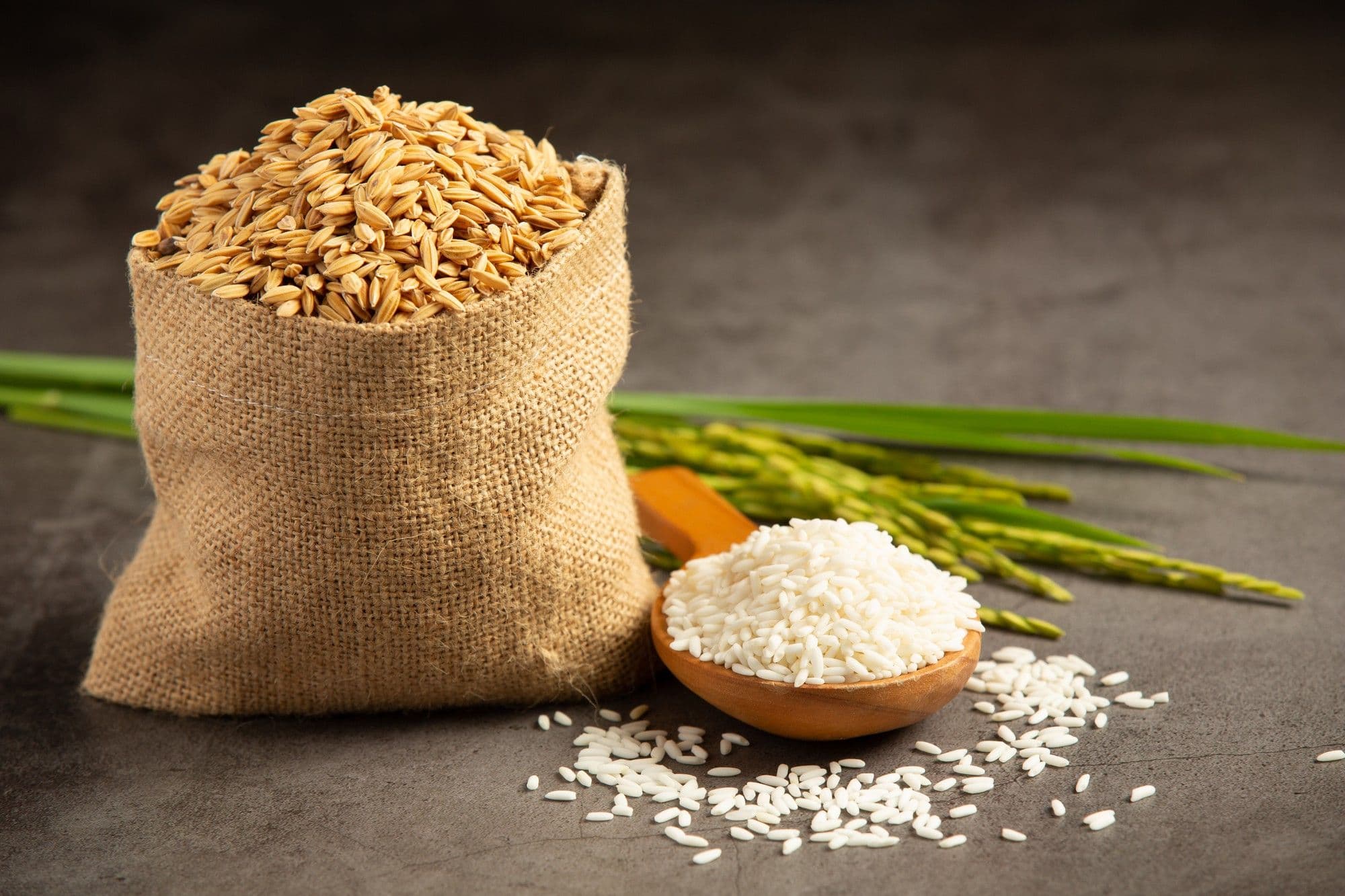 Rice Seeds Germinate 24% Faster When They "Hear" Raindrops