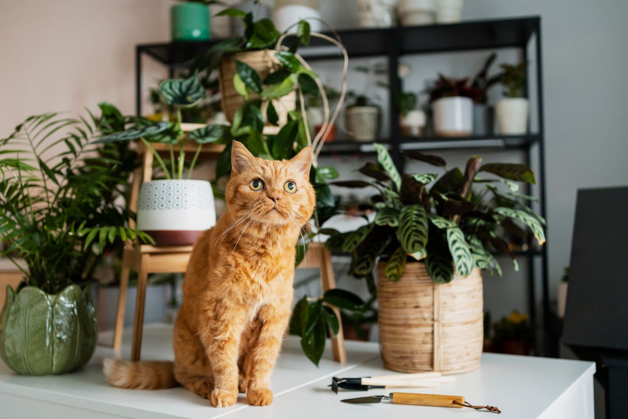 How to Keep Cats Away From Plants: 7 Safe and Effective Methods
