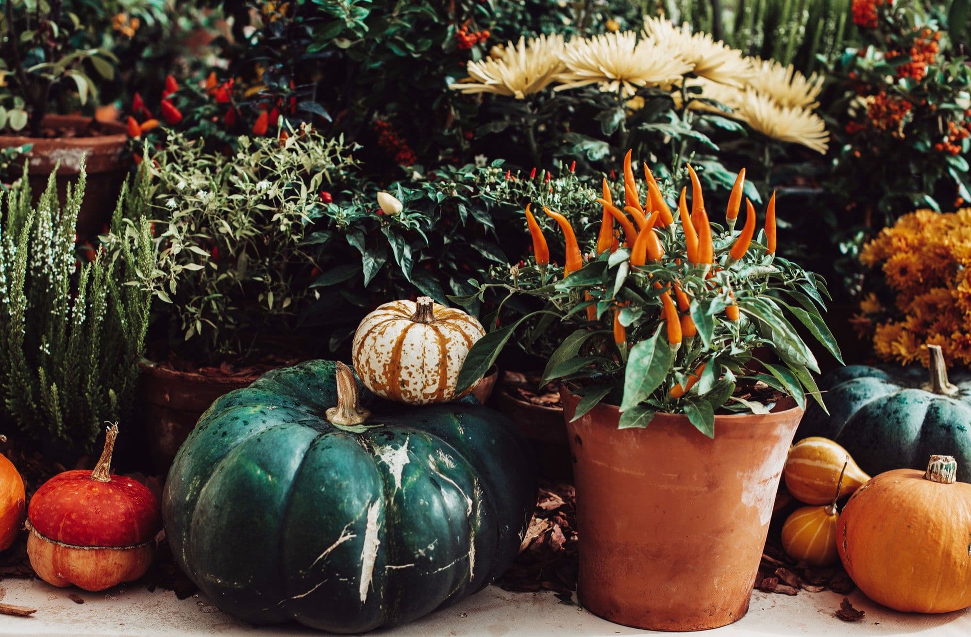 15 Best Scary Halloween Plants and Fungi for a Spooky Garden