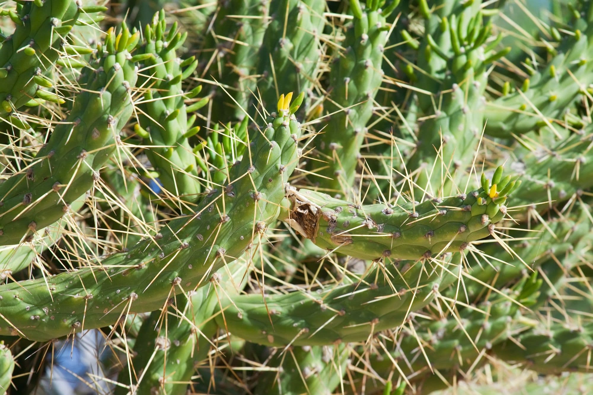 Thorny Plants: A Comprehensive Guide