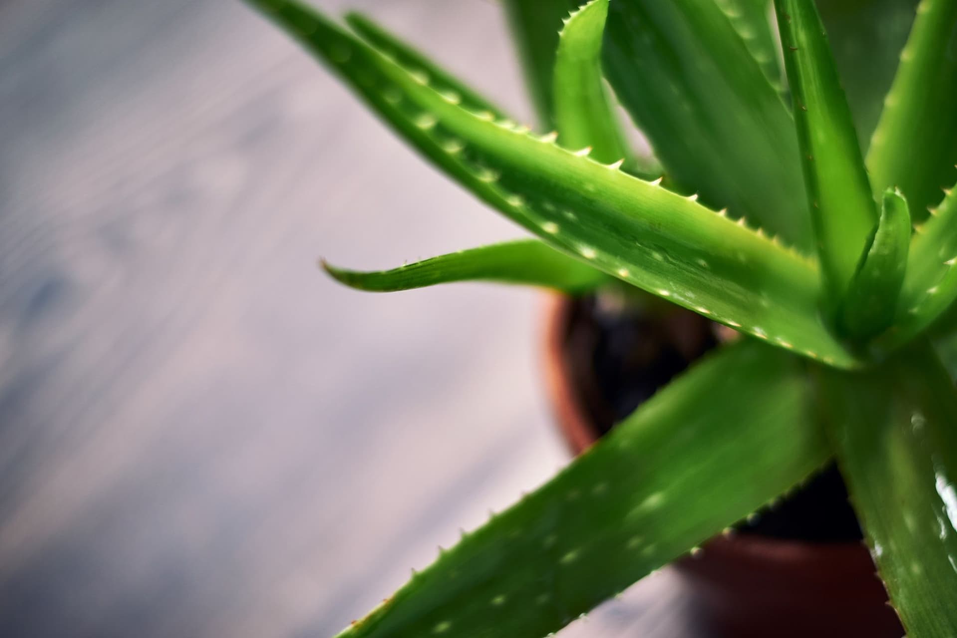 Plants That Look Like Aloe Vera
