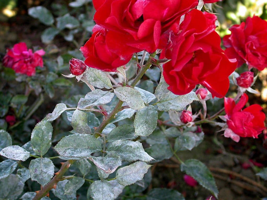 Powdery Mildew on Roses: How to Stop the White Dust Before It Ruins Your Blooms