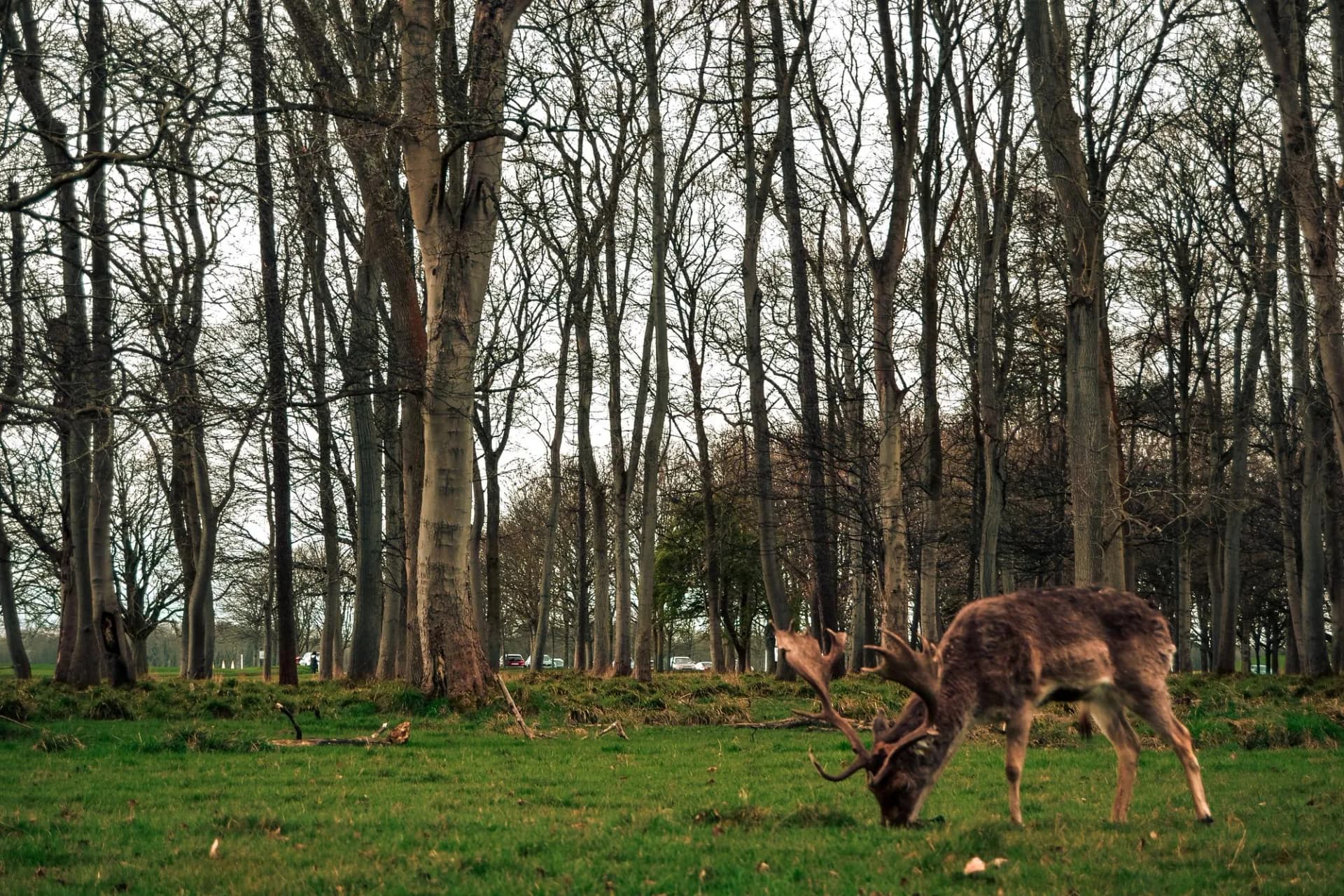 Deer Damage to Trees: How to Protect Plants in Your Garden