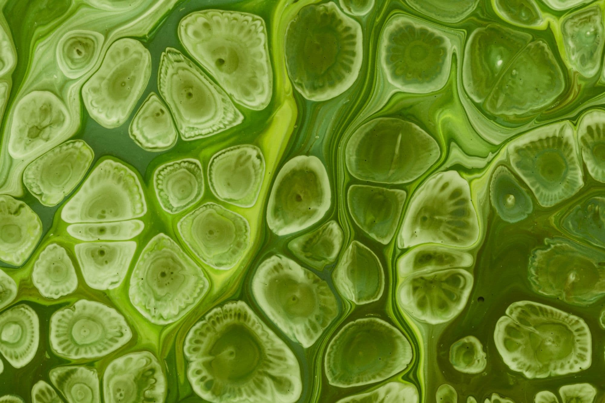 How Microbes Shape Plant Growth and Health