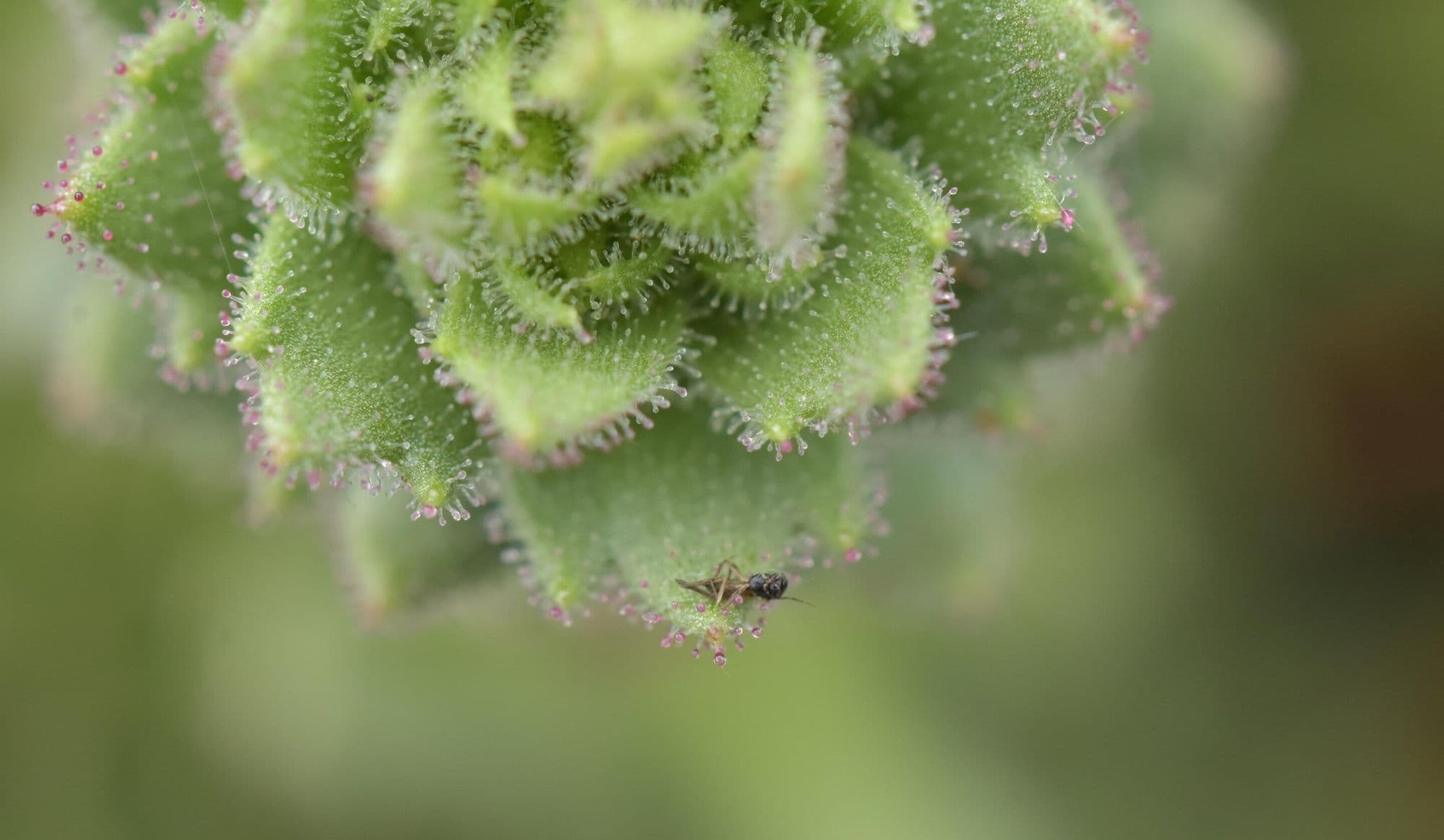 The Mountain Plant That Eats Insects and Vindicates Darwin
