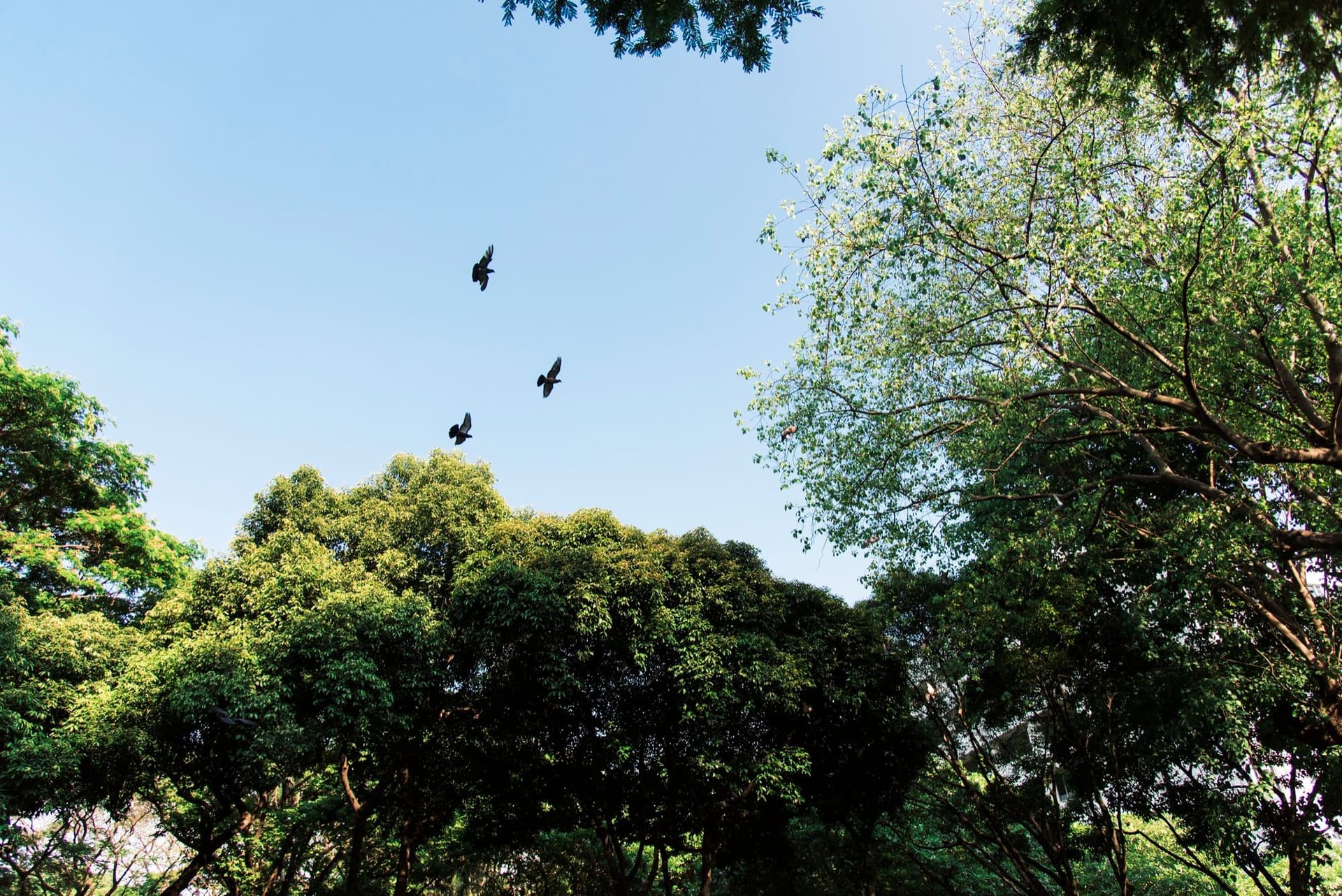 More Trees Don’t Mean More Birds: New Research Challenges Assumptions