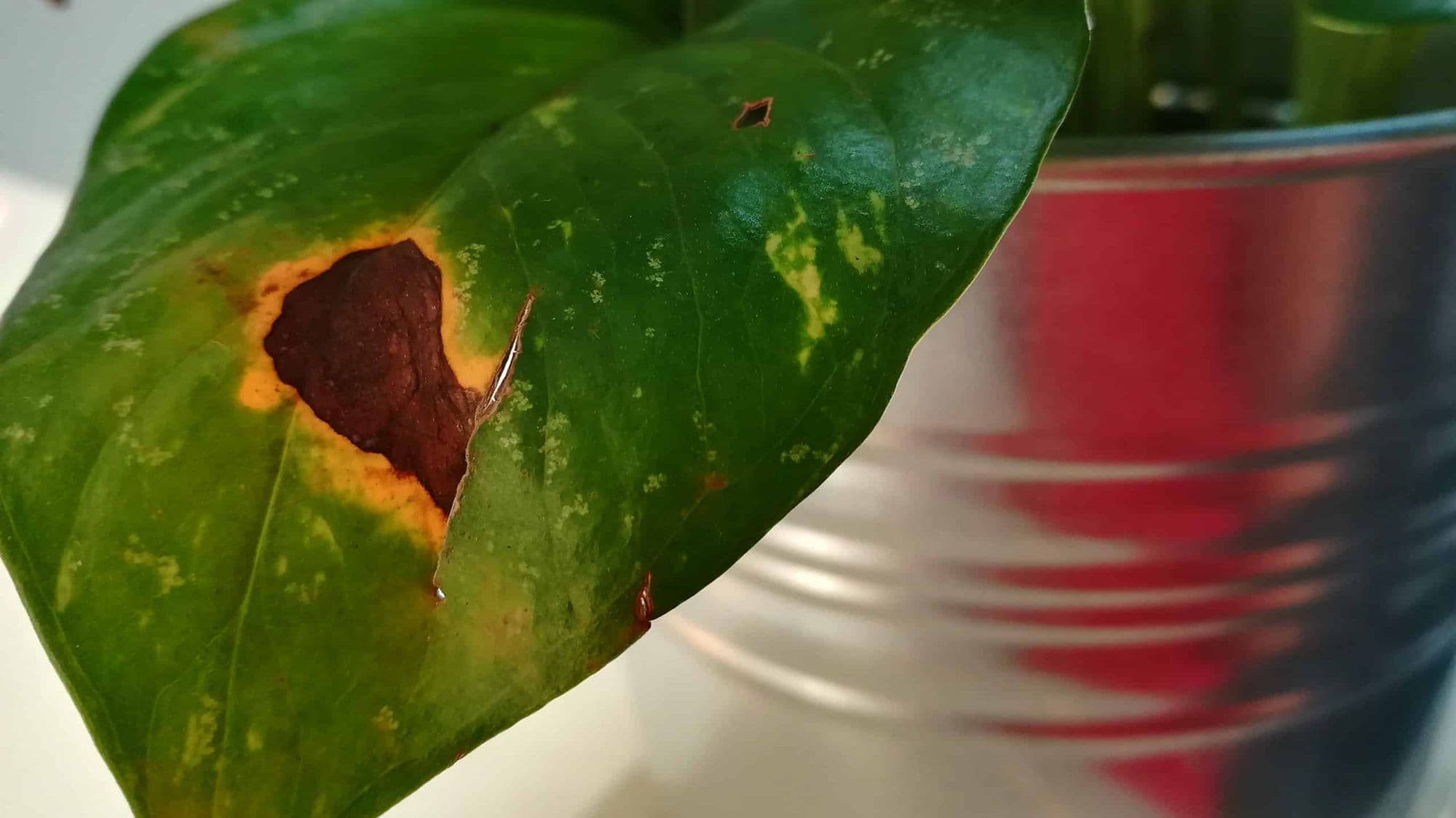 How to Fix Brown Spots on Pothos Leaves Before They Spread