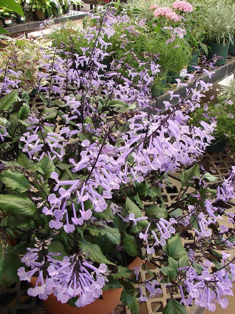 Spur Flower
