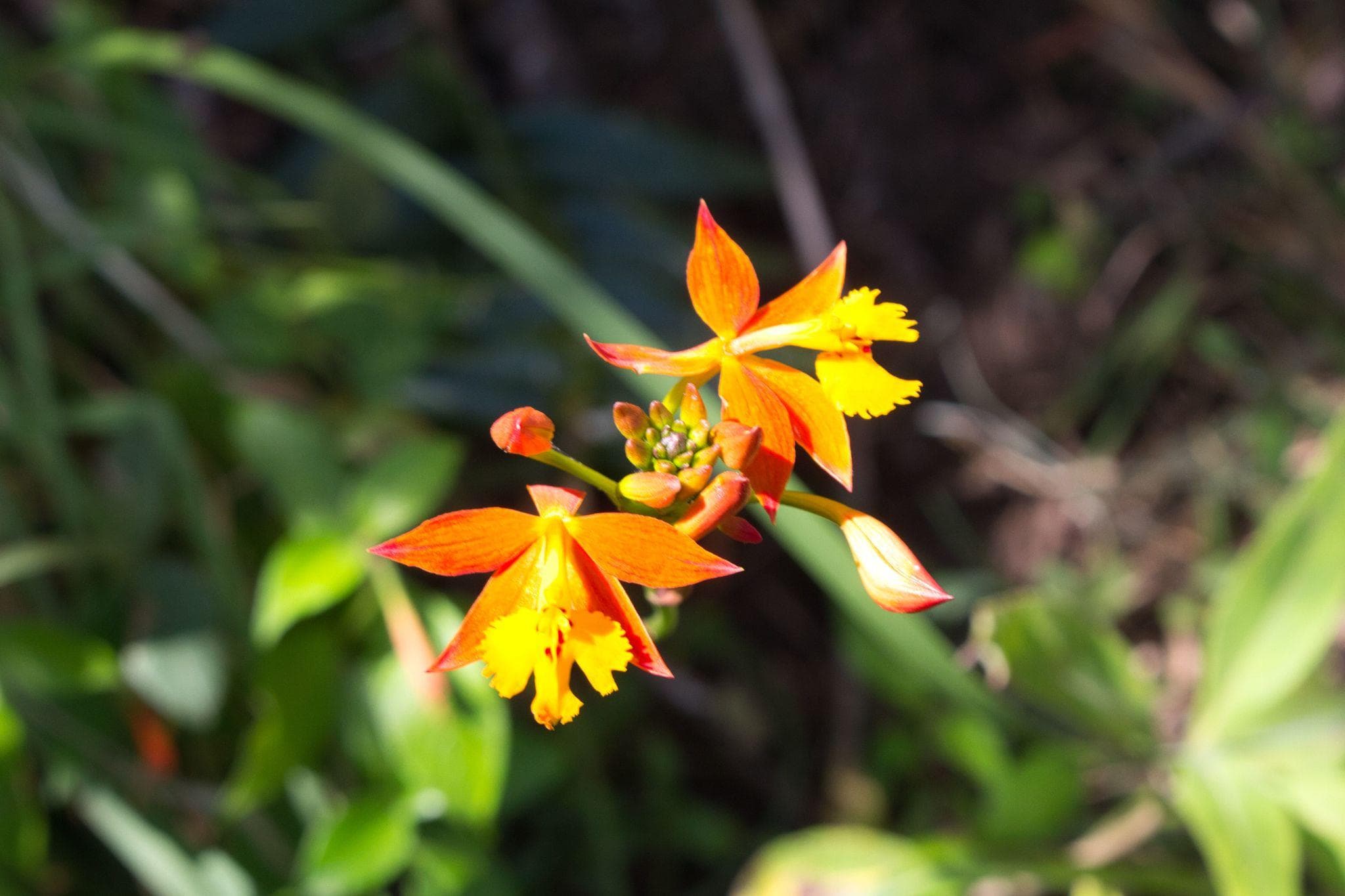 Fire-star orchid