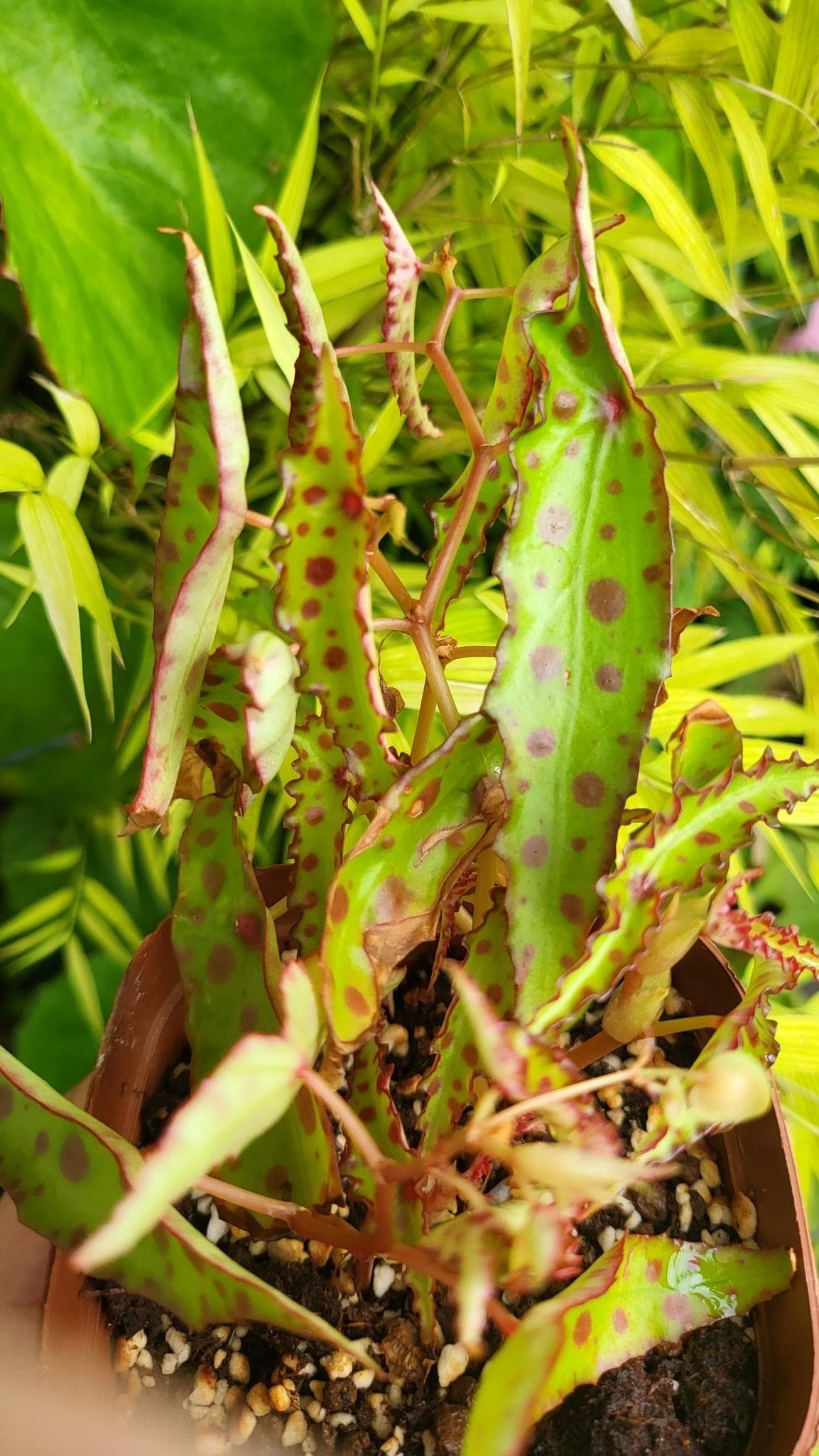 Begonia amphioxus