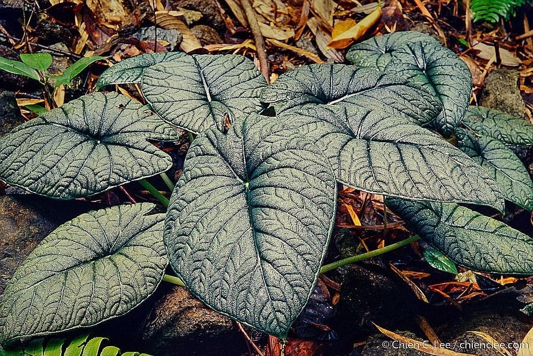Alocasia melo