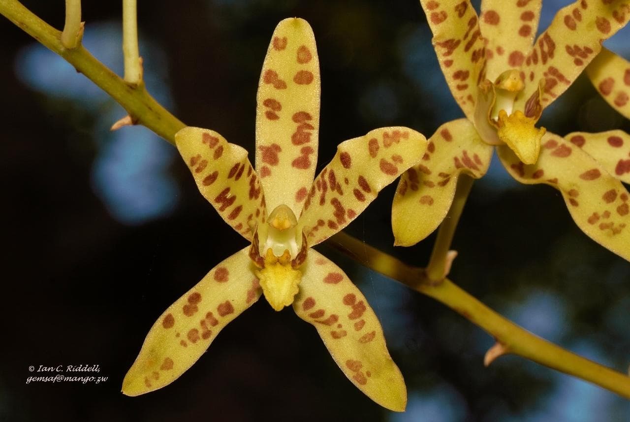 Leopard orchid