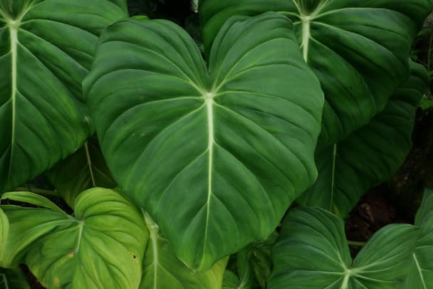 Philodendron pastazanum