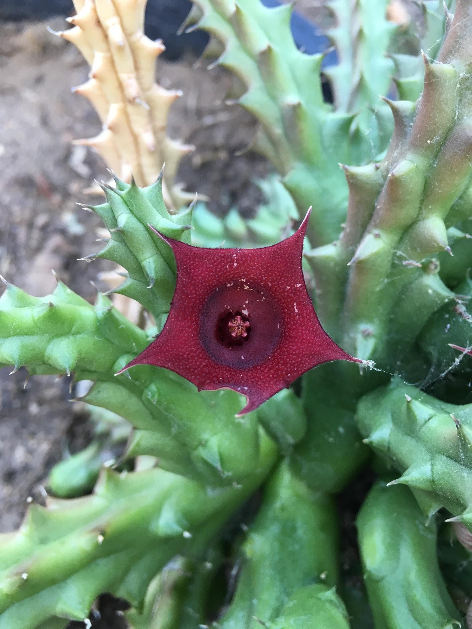 Red Dragon Flower