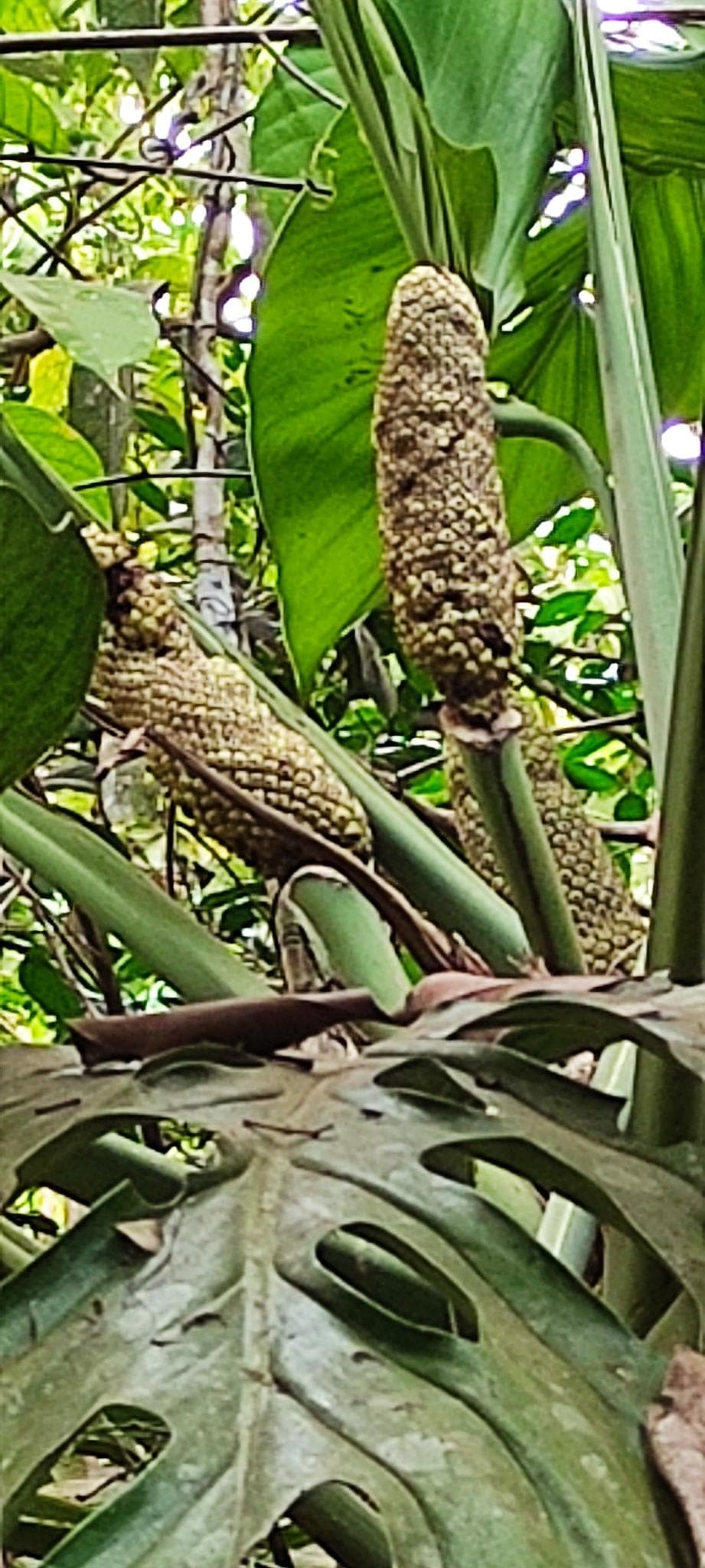 Monstera lechleriana